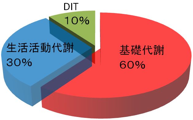 １日の消費カロリー内訳